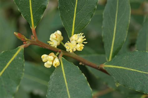 月桂樹種植|月桂樹（Laurus nobilis）